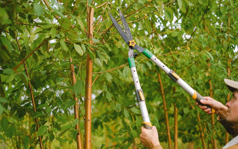 Tree trimming in Careywood, ID